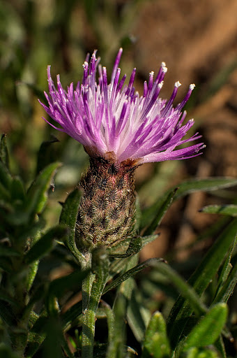 Centaurea gallaecica