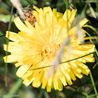 Mouse-ear Hawkweed