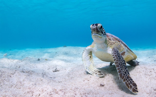 Sea Turtles - New Tab in HD