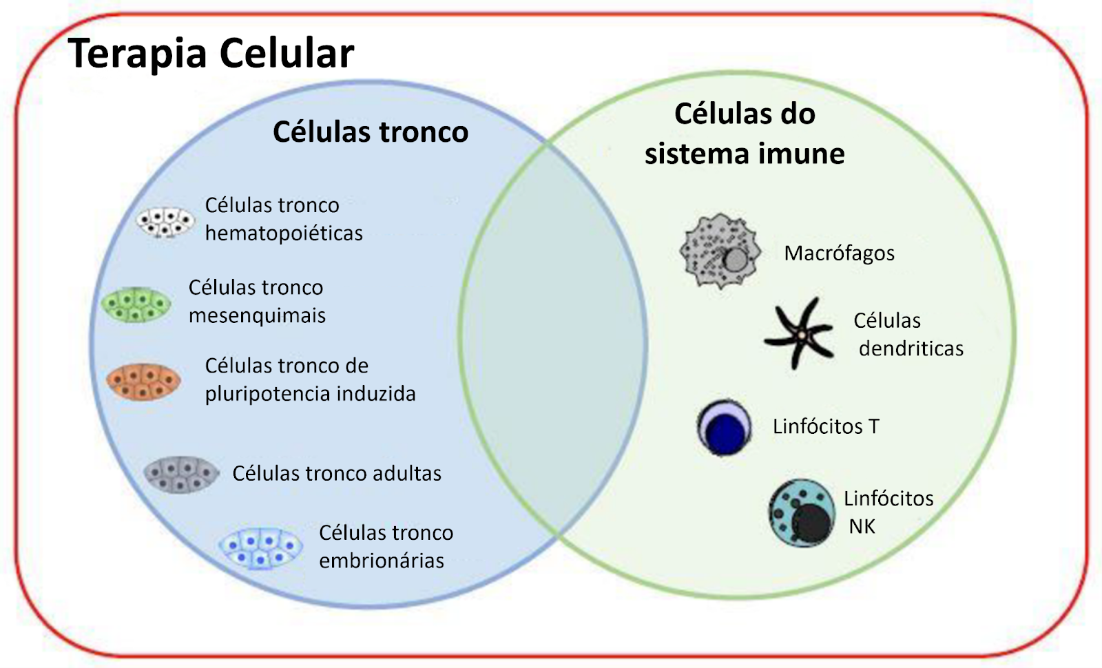 Categorias das terapias celulares de acordo com tipo celular utilizado