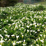 苗榜海芋園