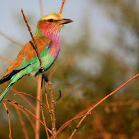 Botswana National Bird di 