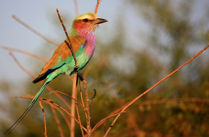 Botswana National Bird di daviderm