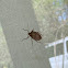 Stink Bug