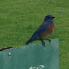 Western Bluebird