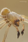 A yellow sac spider