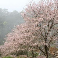 陽明山平菁街橘咖啡