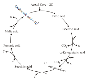 Krebs Cycle or Tricarboxylic Acid Cycle