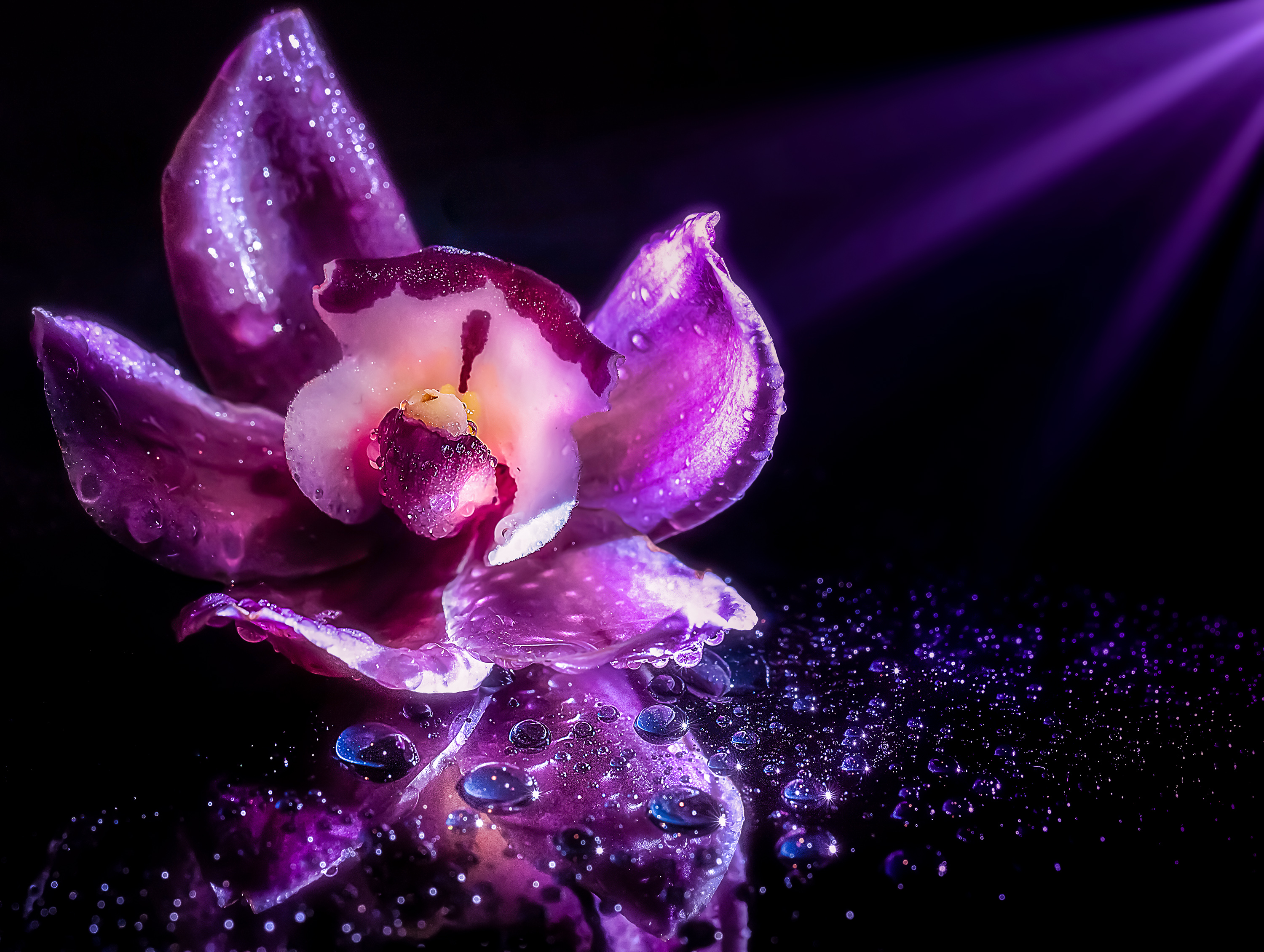 Purple orchid di davide_giovanni_volpi