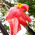 Mussaenda (pink variety)