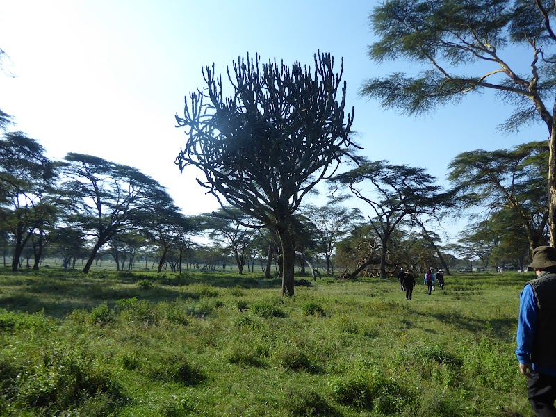 Un poquito de Kenia: Lagos Naivasha y Nakuru, Samburu y Masai Mara - Blogs de Kenia - CRESCENT ISLAND. Santuario de Aves y Herbivoros. (2)