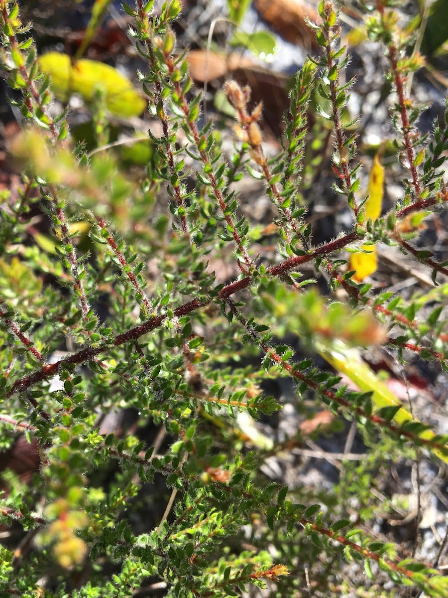 Pinweed