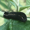 Lateral Lined Army Worm