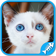 Cat Games Free: Cat puzzles games for all ages  Icon