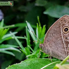 Dark Brand Bush Brown