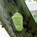 Blue Tiger Pupa