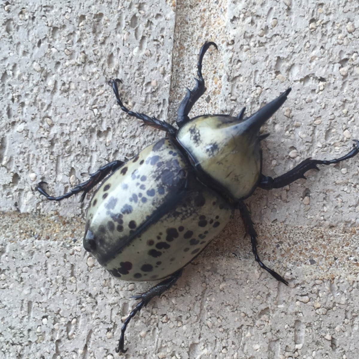 Eastern Hercules Beetle