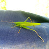 Conehead Katydid