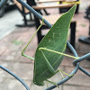 Giant Katydid