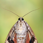 Ilia Underwing