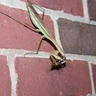 Praying Mantis