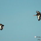 Black-bellied Whistling Duck