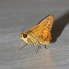 Dark Palm Dart