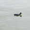 Eurasian coot