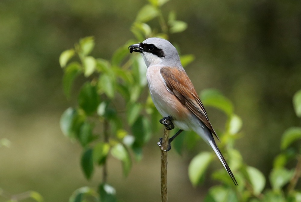 Red-backed Shrike