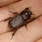 Scarab beetle