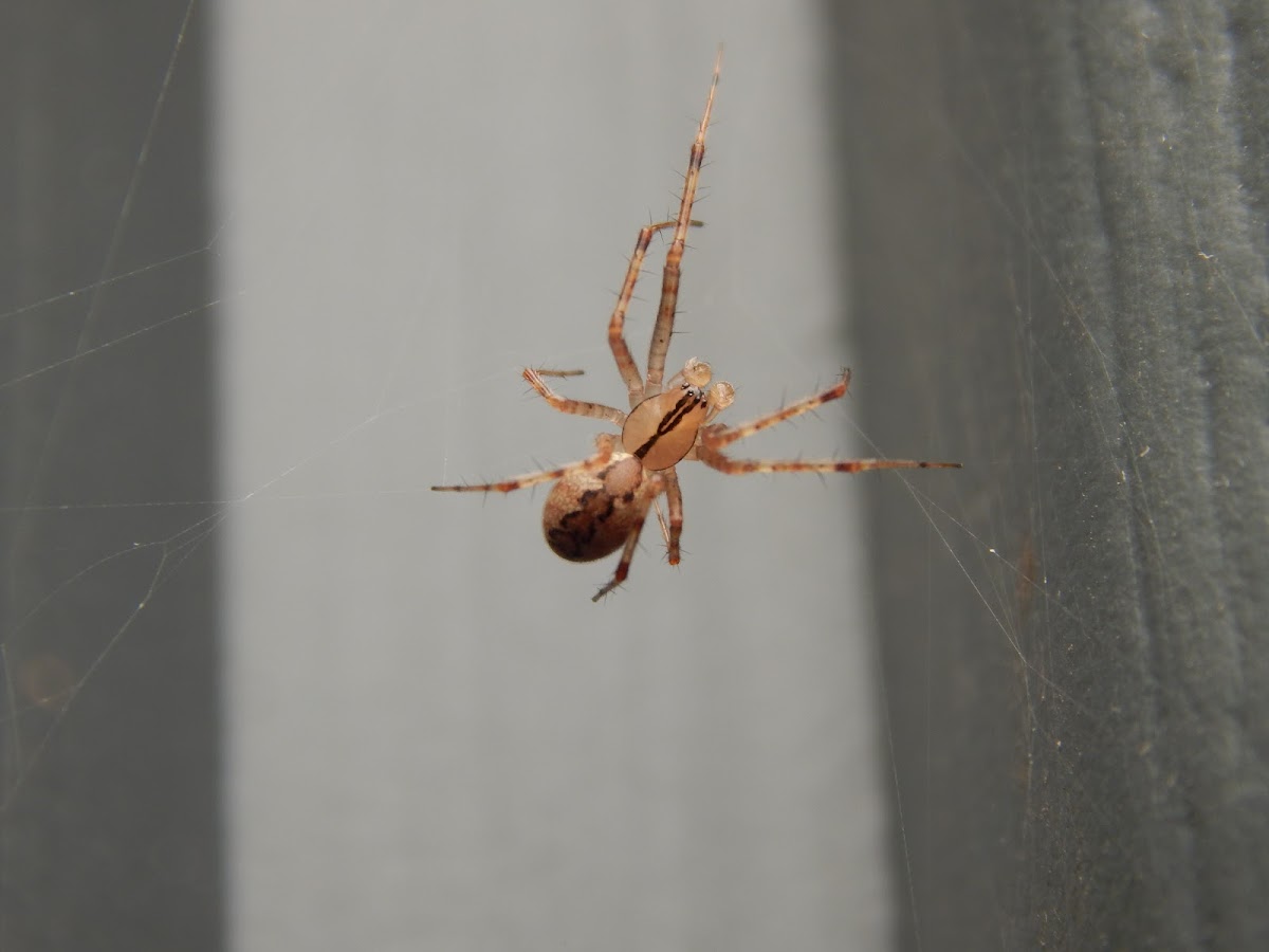 Hammock Spider