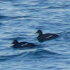 White-winged Scoter