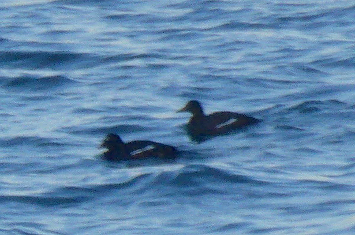 White-winged Scoter