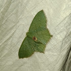 Emerald Geometer moth