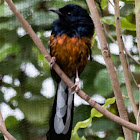 White-rumped Shama