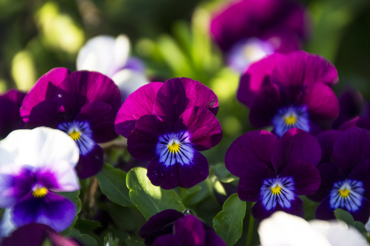 Garden Pansy