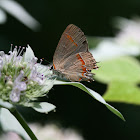 Red-Banded Hairstreak