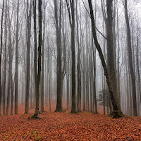 Bosco di Novembre di Blondy