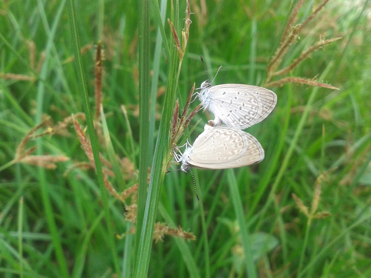 lesser grass bluee butterfly