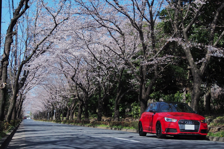 S1 スポーツバックのピックアップ一度でも載ってみたい・桜と愛車・アウディs1・アウディのある風景に関するカスタム事例の投稿画像1枚目