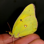 Orange sulphur