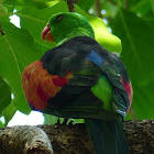 Red-winged Parrot (male)