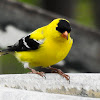 American Goldfinch