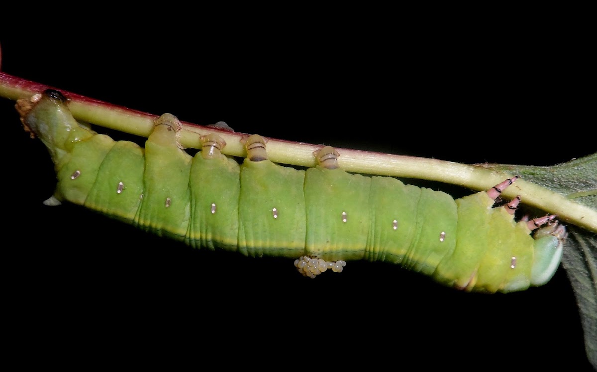 Wasp parasitized caterpillar