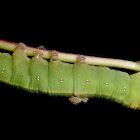 Wasp parasitized caterpillar