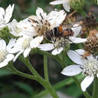 Palpada hoverfly