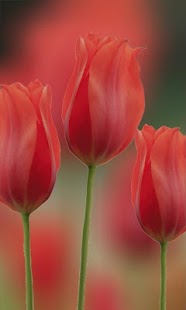 How to mod Wonderful tulips 1.3 mod apk for pc