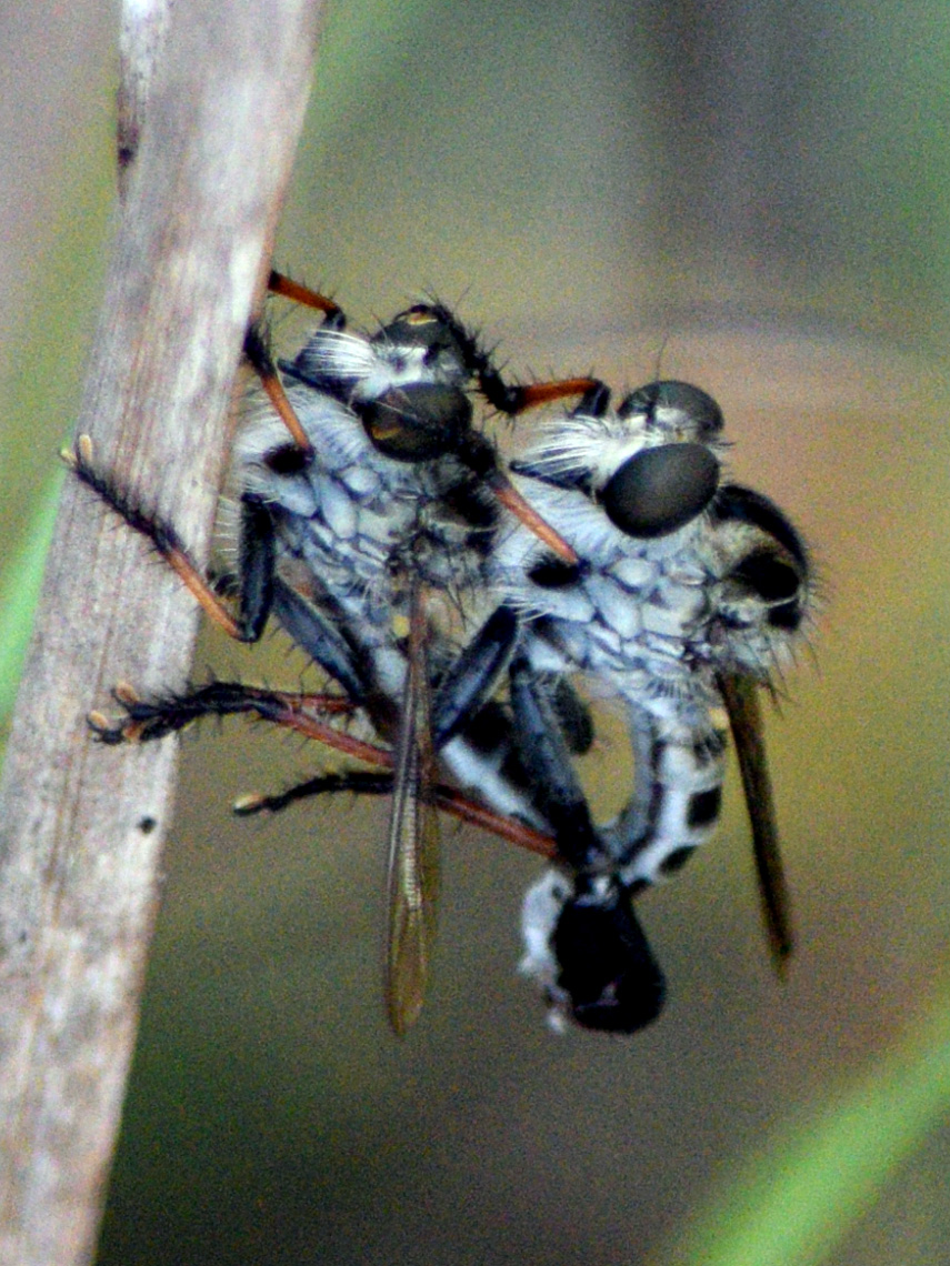 Robber Fly