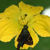 Long-Tailed Skipper