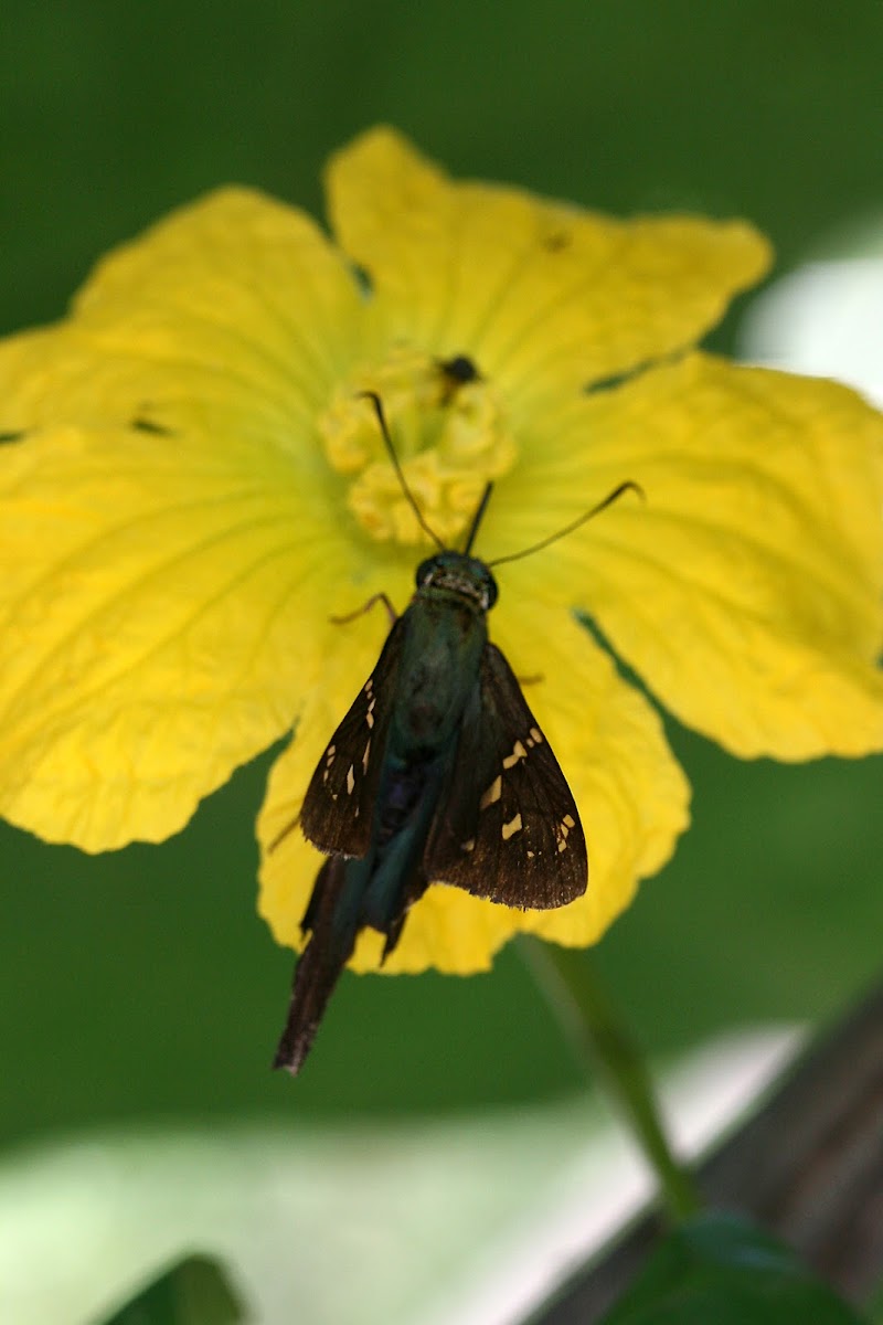 Long-Tailed Skipper